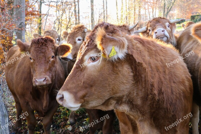 Cow Herd Herd Of Cattle Agriculture Free Photos