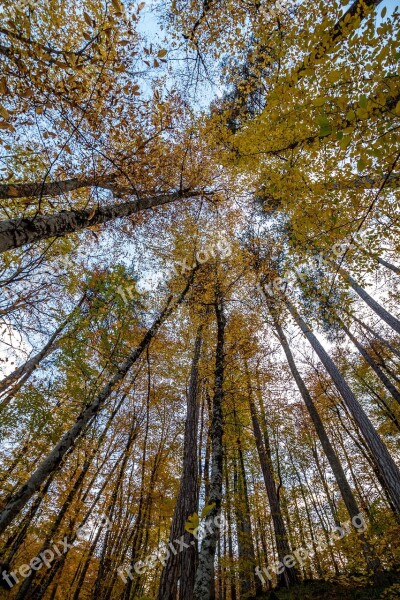 Nature Autumn Forest Tree November