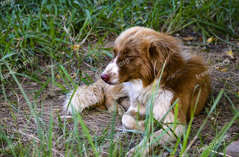 Dog On Grass Dog Grass Animal Adorable