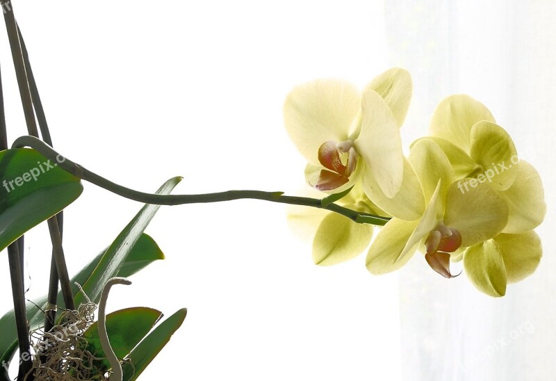 Orchid Beautiful Yellow Blossom Bloom