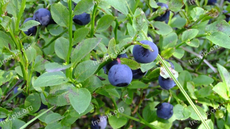 Blueberry Proper Nutrition Summer Healthy Ripe