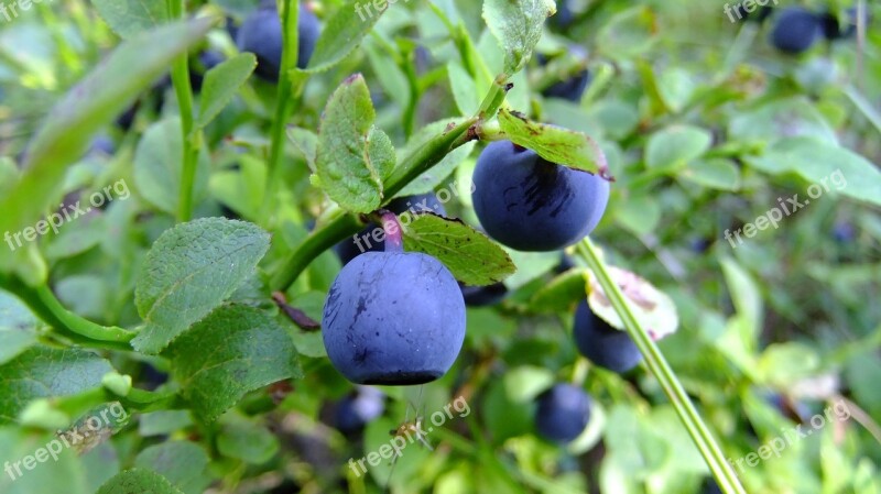 Blueberry Proper Nutrition Summer Healthy Ripe