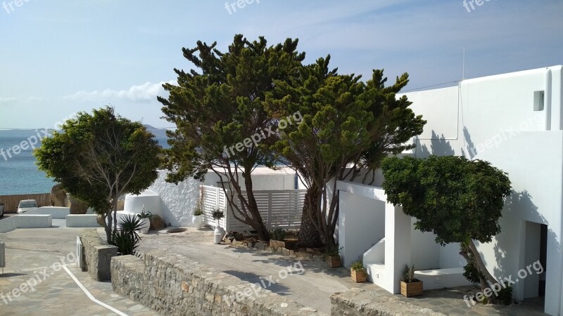 Trees Street Sea Island White