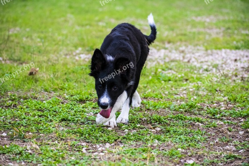 Cleo Bordercollie Dog Animal Happy