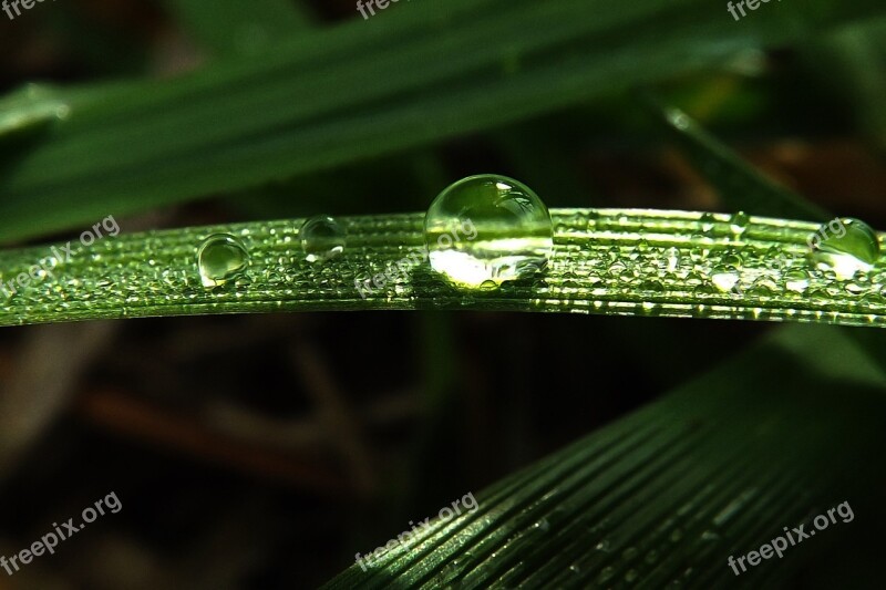 Grass Dew-drop Nature Free Photos