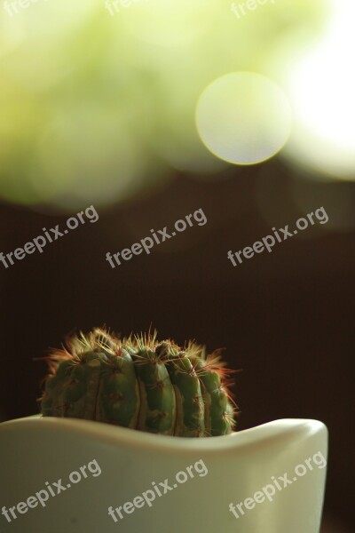 Cactus Plants Thorn Potted Plant Tropical Plants