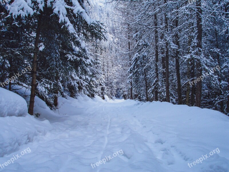 Walking Path Snow Trees Winter Nature