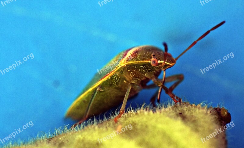 Green Bug Insect Arthropod Leaf-eater Camouflage