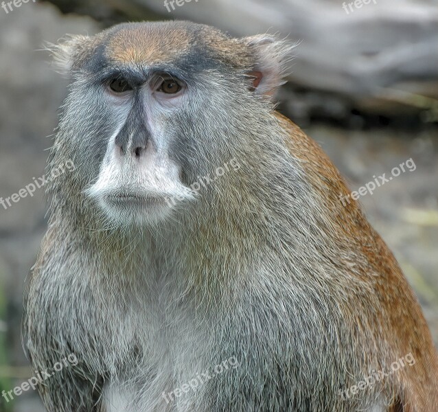 Baboon Ape Animal Primates Mammal