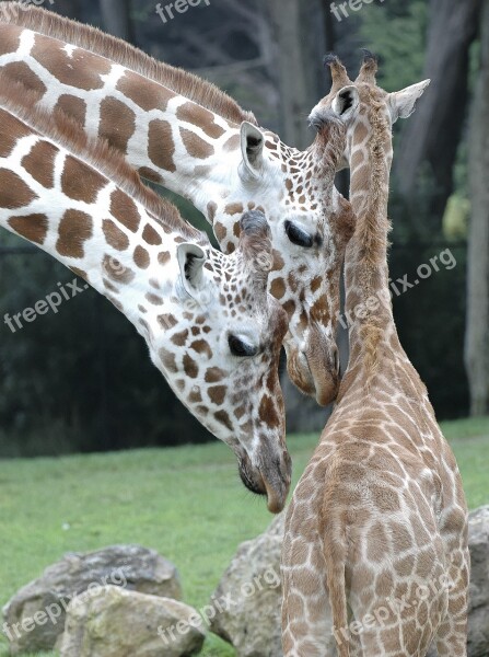 Giraffe Animals Africa Mammal Nature