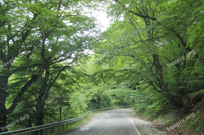 Green View Georgia Trees Free Photos