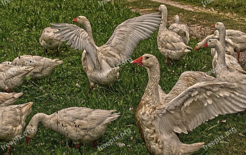 Goose Poultry Geese Wing Farm