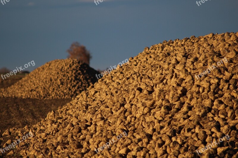 Agriculture Sugar Beet Arable Harvest Field