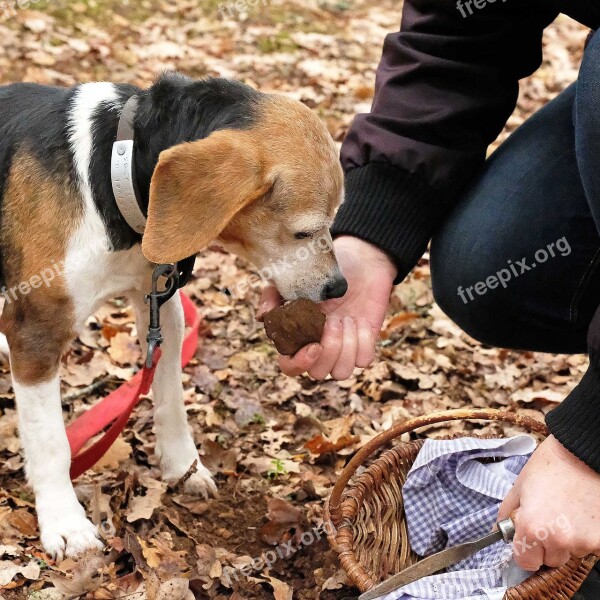 Truffle Dog Truffle Gastronomy Kitchen Taste