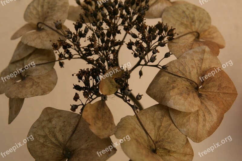 Hydrangea Trockenblume Faded Dried Free Photos