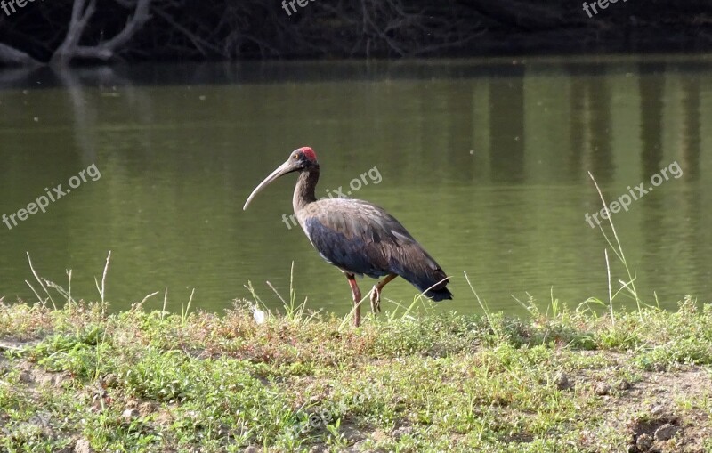 Bird Red-naped Ibis Pseudibis Papillosa Indian Black Ibis Black Ibis