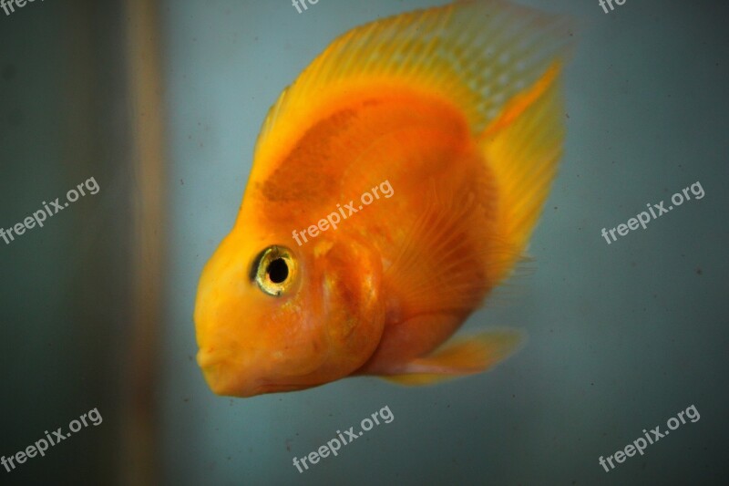 Fish Parrot Fish Aquarium Nature Cichlids