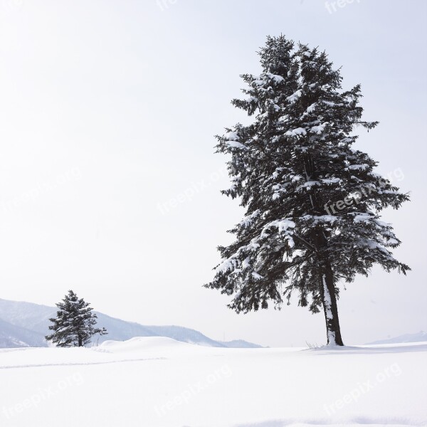 Snow Narrative Wood Winter Nature