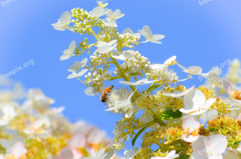 Honey Bee Honey Bee Insect Beekeeping