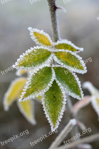 Frost Ripe Cold Freeze Frozen