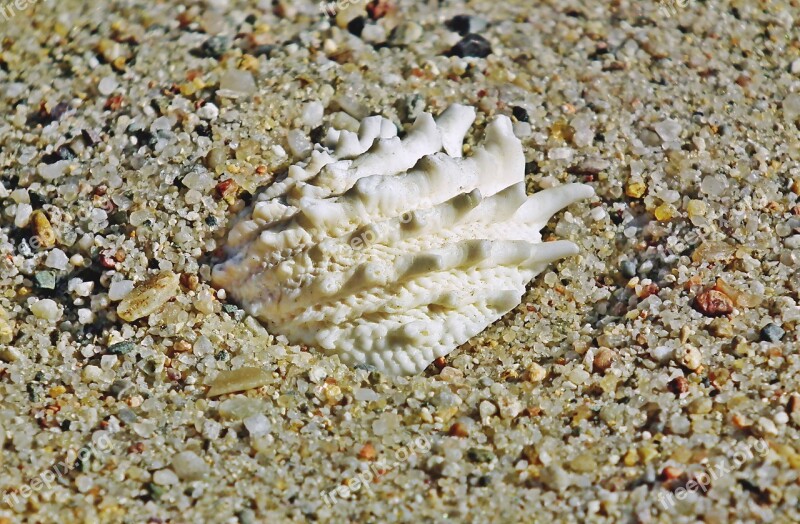 Seashell Holidays Sand Closeup Nature