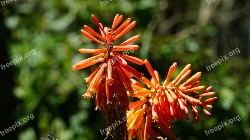 Flower Tropical Nature Landscape Leaves