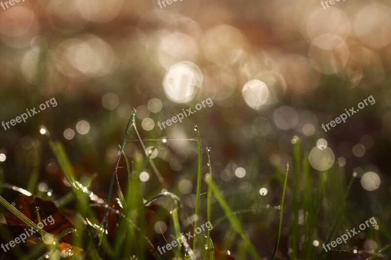 Dew Rush Bokeh Grass Nature