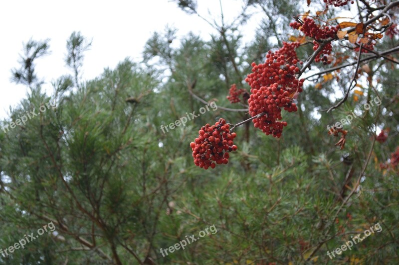 Berries Nature Red Healthy Fresh