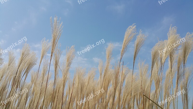 Reed Autumn Nature Scenery Sky