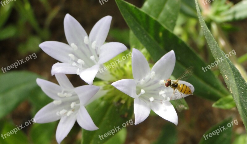 Flowers Garden White Nature Flower