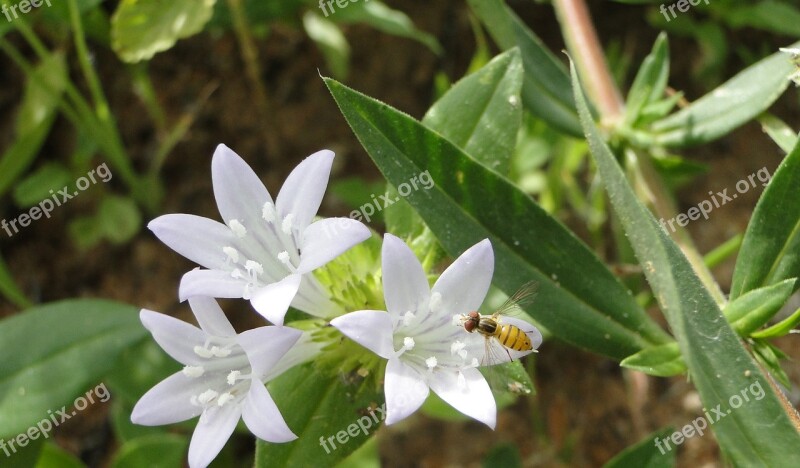 Flowers Garden White Nature Flower