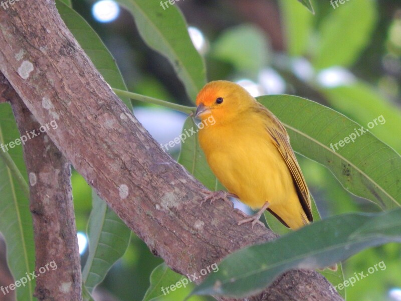 Canary Nature Birdie Bird Yellow