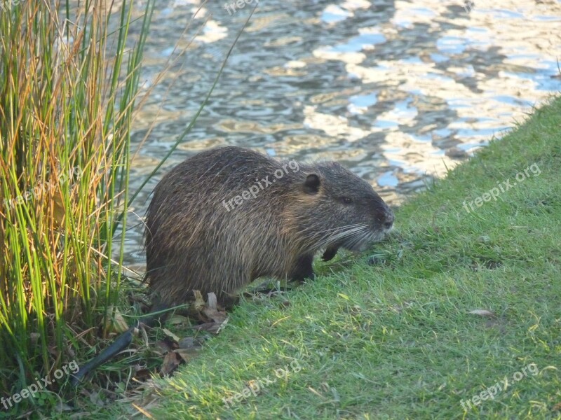 Nutria Bank River Nature Reeds