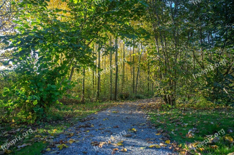 Nature Park Autumn Landscape Outdoor