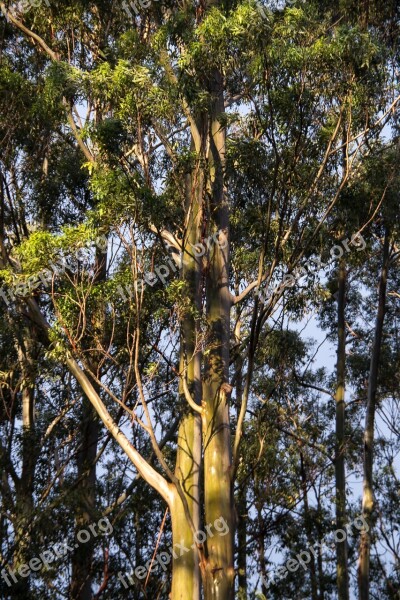 Gum Trees Eucalypts Green Native Subtropical