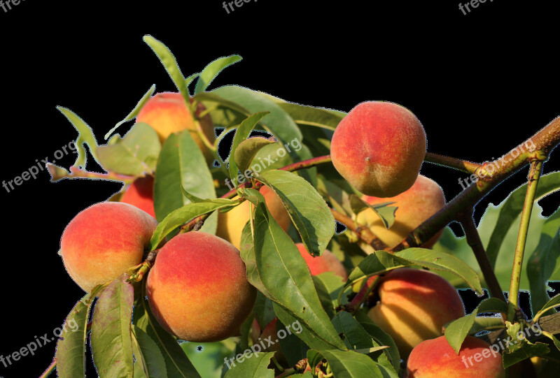 Peaches Isolated Fruit Eat Bio