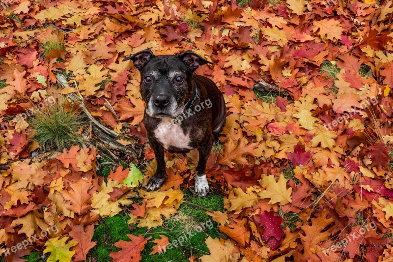 Dog Amstaff Autumn Foliage Nature