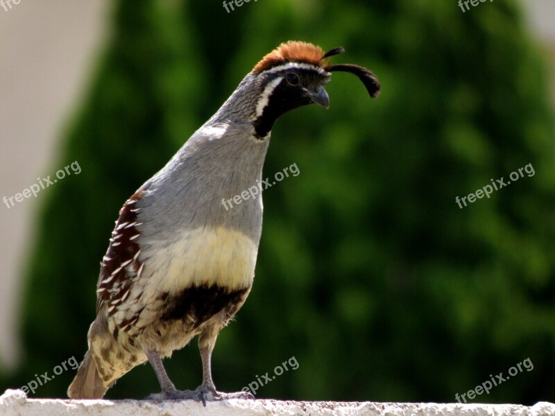 Bird Quail Nature Wildlife Free Photos