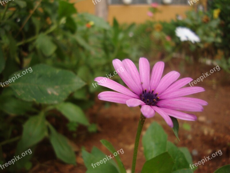 Marguerite Flower Plant Garden Nature