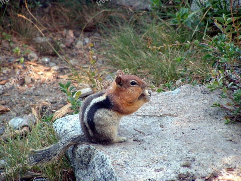 Chipmunk Nibbling Chipmunk Cheeks Free Photos