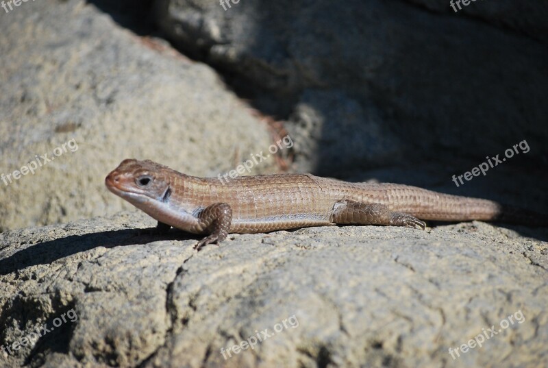 Lizard Skink Reptile Free Photos