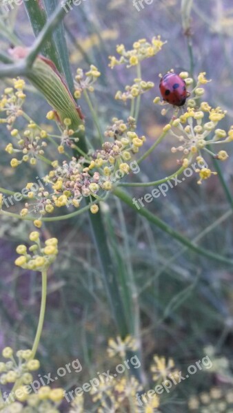 Fennel Ladybug Flower Nature Free Photos