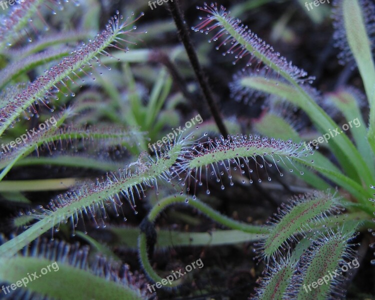 Drosera Capensis Plant Nature Carnivore Sticky