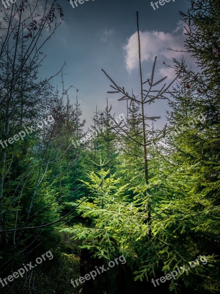 Forest Firs Black Forest Nature Landscape