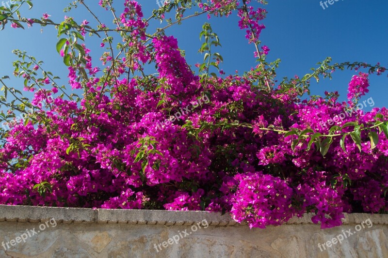 Bougainvilleas Shrub Nature Garden Flora