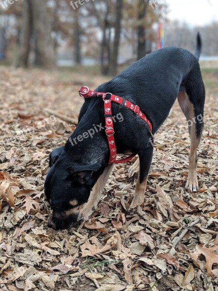 Dog Canine Black Brown Park