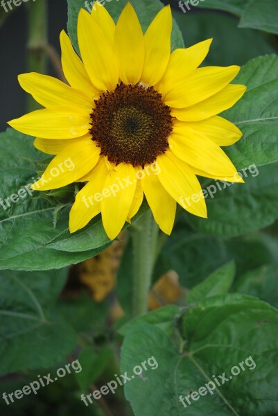 Sunflower Sunny Nature Flower Bloom