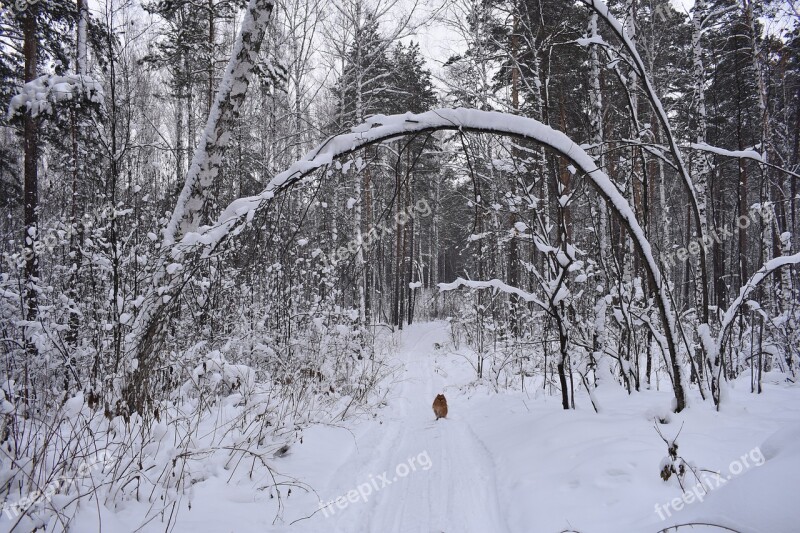 Forest Snow Winter Tree Crooked