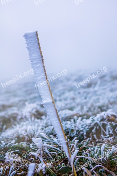 Frost Fog Plant Hoarfrost Cold