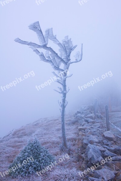 Frost Fog Tree Hoarfrost Cold